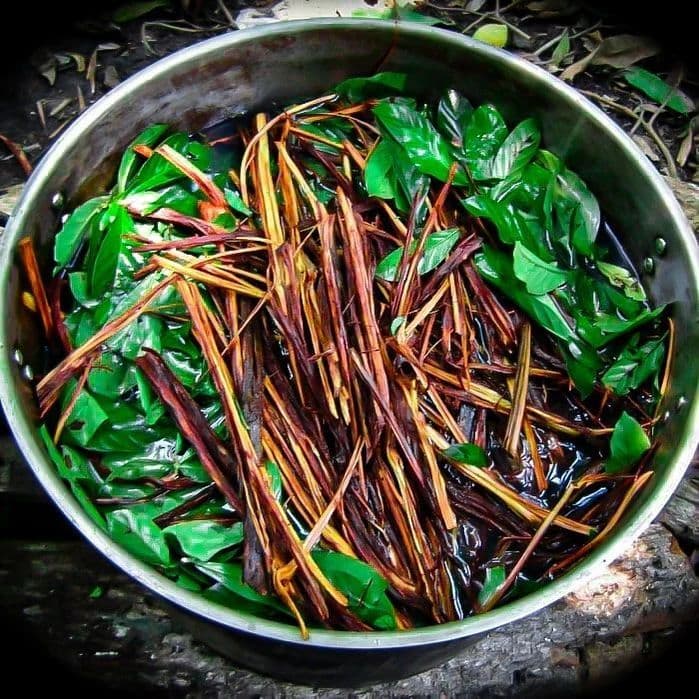 Ayahuasca e floresta