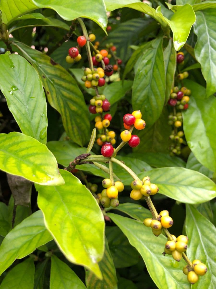 Chacrona (Psychotria viridis)